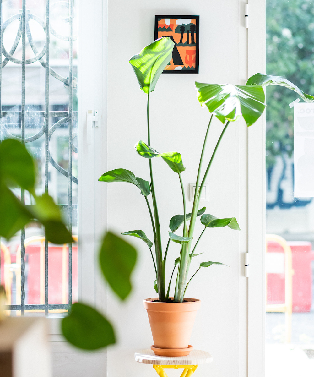 groc-sobre-nosotros-planta